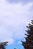 Abies nordmanniana, habit