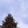 Abies nordmanniana, habit