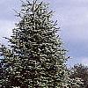 Abies nordmanniana, habit