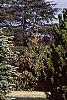 Abies nordmanniana, habit