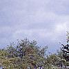 Abies nordmanniana, habit