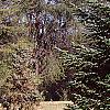Abies nordmanniana, habit