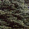 Abies nordmanniana, habit