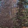 Abies nordmanniana, habit