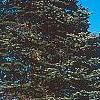 Abies nordmanniana, habit