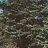 Abies nordmanniana, habit