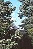 Abies nordmanniana, habit