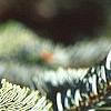 Abies nordmanniana, leaves
