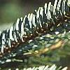 Abies nordmanniana, leaves