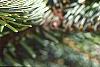 Abies nordmanniana, leaves