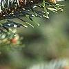 Abies nordmanniana, leaves