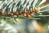 Abies nordmanniana, leaves