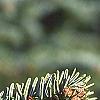 Abies nordmanniana, leaves