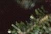 Abies nordmanniana, leaves