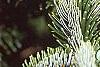Abies nordmanniana, leaves
