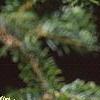 Abies nordmanniana, leaves