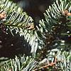 Abies nordmanniana, leaves