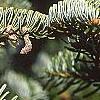 Abies nordmanniana, leaves