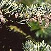 Abies nordmanniana, leaves