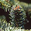 Abies nordmanniana, leaves