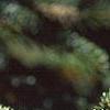 Abies nordmanniana, leaves