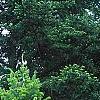 Abies sibirica, habit