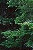 Abies sibirica, habit