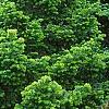 Abies sibirica, habit
