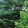 Abies sibirica, habit