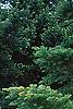 Abies sibirica, habit