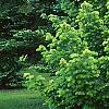 Abies sibirica, habit