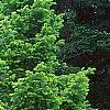 Abies sibirica, habit