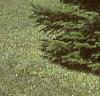Abies veitchii, habit