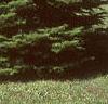 Abies veitchii, habit
