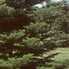 Abies veitchii, habit