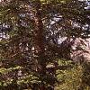 Abies veitchii, habit