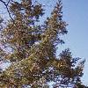 Abies veitchii, habit