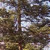 Abies veitchii, habit