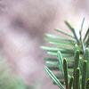 Abies veitchii, leaves