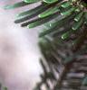 Abies veitchii, leaves