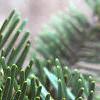 Abies veitchii, leaves
