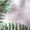 Abies veitchii, leaves