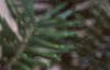 Abies veitchii, leaves