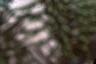 Abies veitchii, leaves