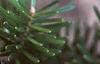 Abies veitchii, leaves