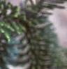 Abies veitchii, leaves