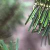 Abies veitchii, leaves