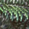 Abies veitchii, leaves
