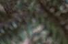 Abies veitchii, leaves