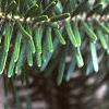 Abies veitchii, leaves